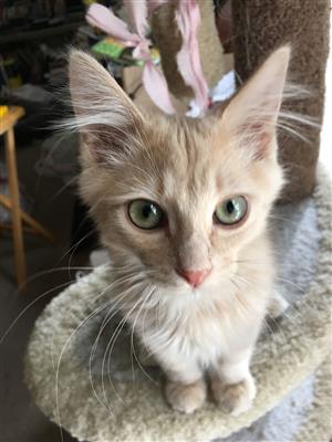 Vienna; a Somali Cat!  